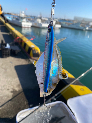 カマスの釣果