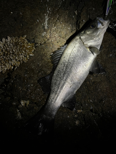 ヒラスズキの釣果