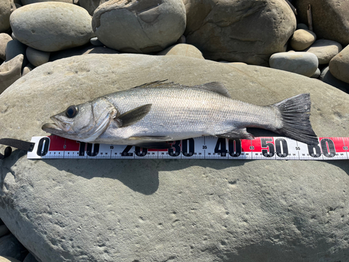 ヒラスズキの釣果