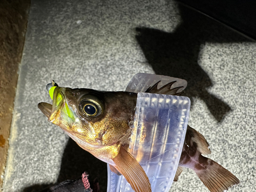 メバルの釣果