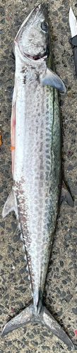 サワラの釣果