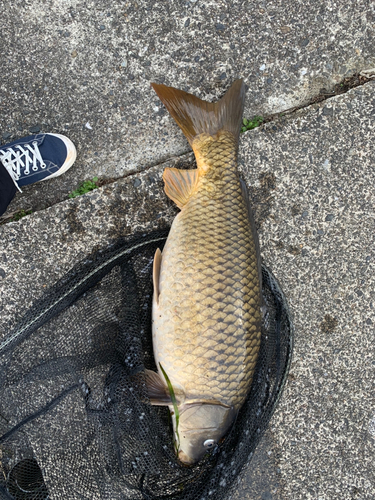 コイの釣果