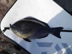 メジナの釣果