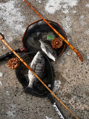チヌの釣果