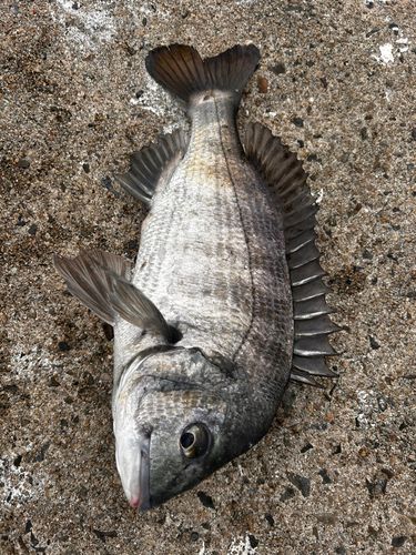 チヌの釣果