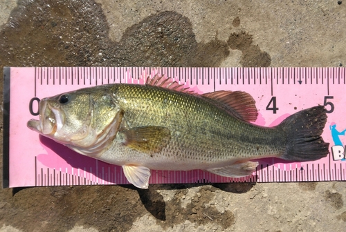 ブラックバスの釣果