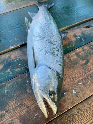 サクラマスの釣果