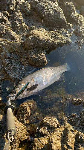 ヒラスズキの釣果