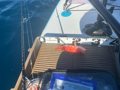 ヒメコダイの釣果