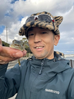 クサフグの釣果