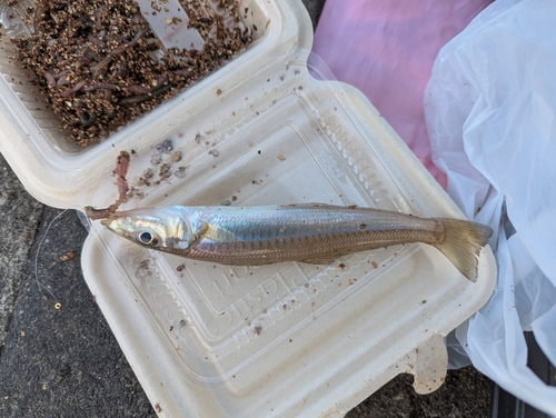 シロギスの釣果