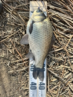 ヘラブナの釣果