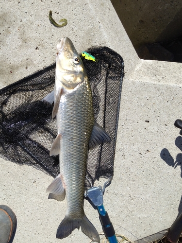 ニゴイの釣果