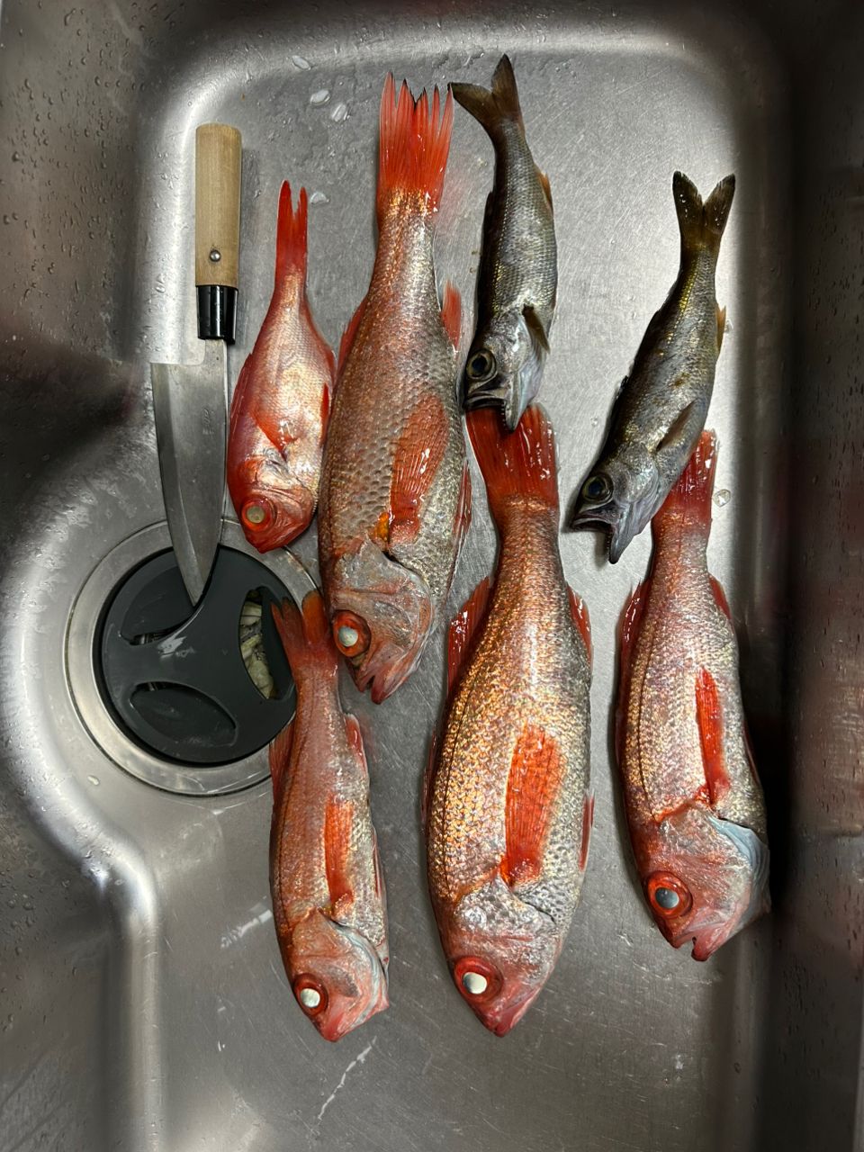 amber jackさんの釣果 2枚目の画像