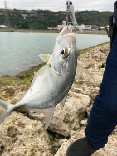 ガーラの釣果