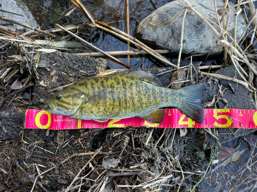 スモールマウスバスの釣果