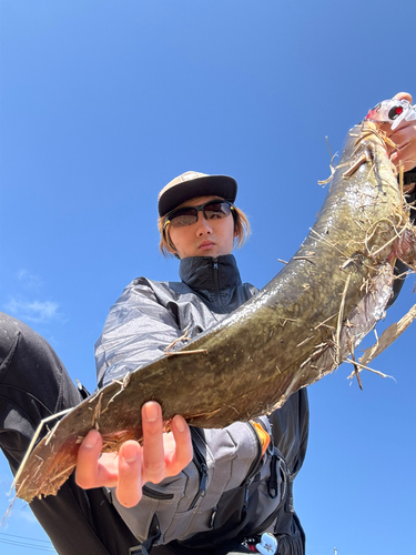 マナマズの釣果