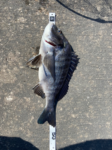 クロダイの釣果