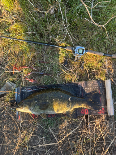 スモールマウスバスの釣果