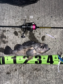 クロソイの釣果