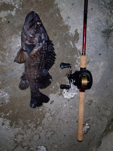 クロソイの釣果