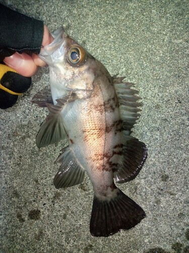 メバルの釣果