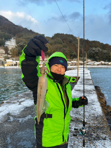 ヤリイカの釣果