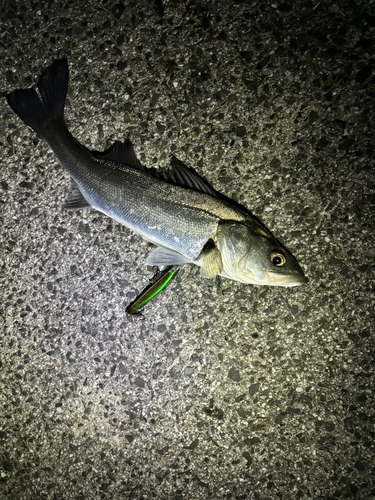 スズキの釣果