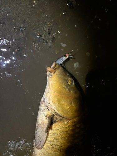 コイの釣果