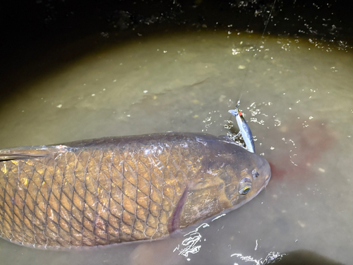 コイの釣果