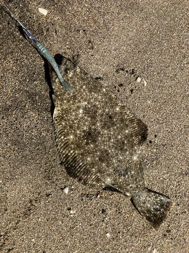 ヒラメの釣果