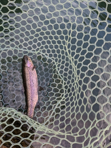 ニジマスの釣果