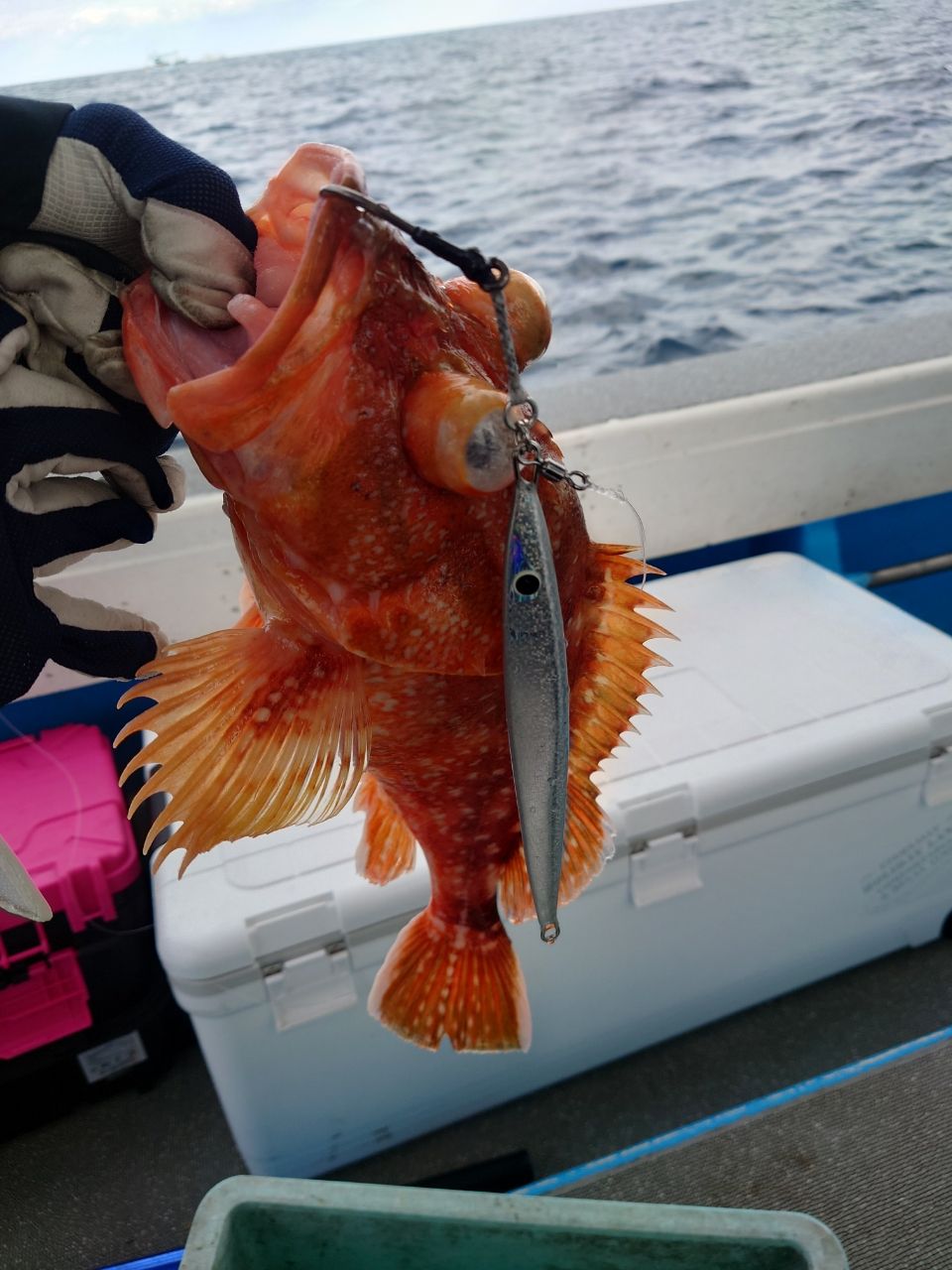 ユゥさんさんの釣果 1枚目の画像