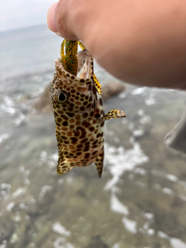 イシミーバイの釣果