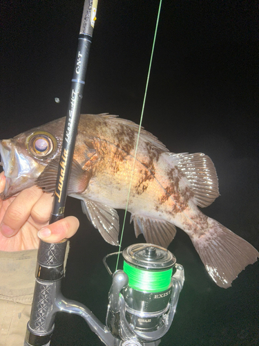 シロメバルの釣果