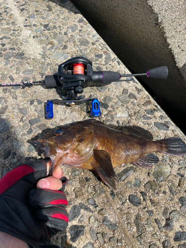 ムラソイの釣果