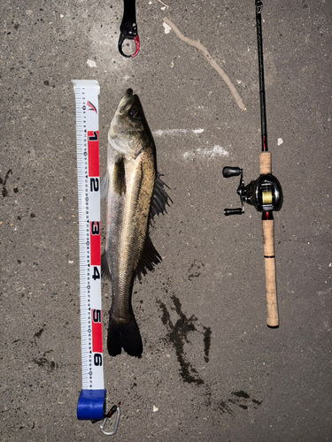 スズキの釣果