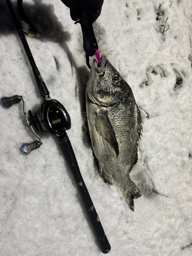 チヌの釣果