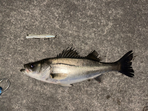 シーバスの釣果