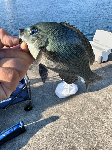 グレの釣果