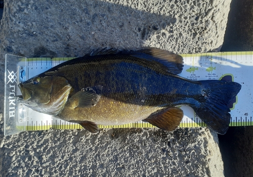 スモールマウスバスの釣果