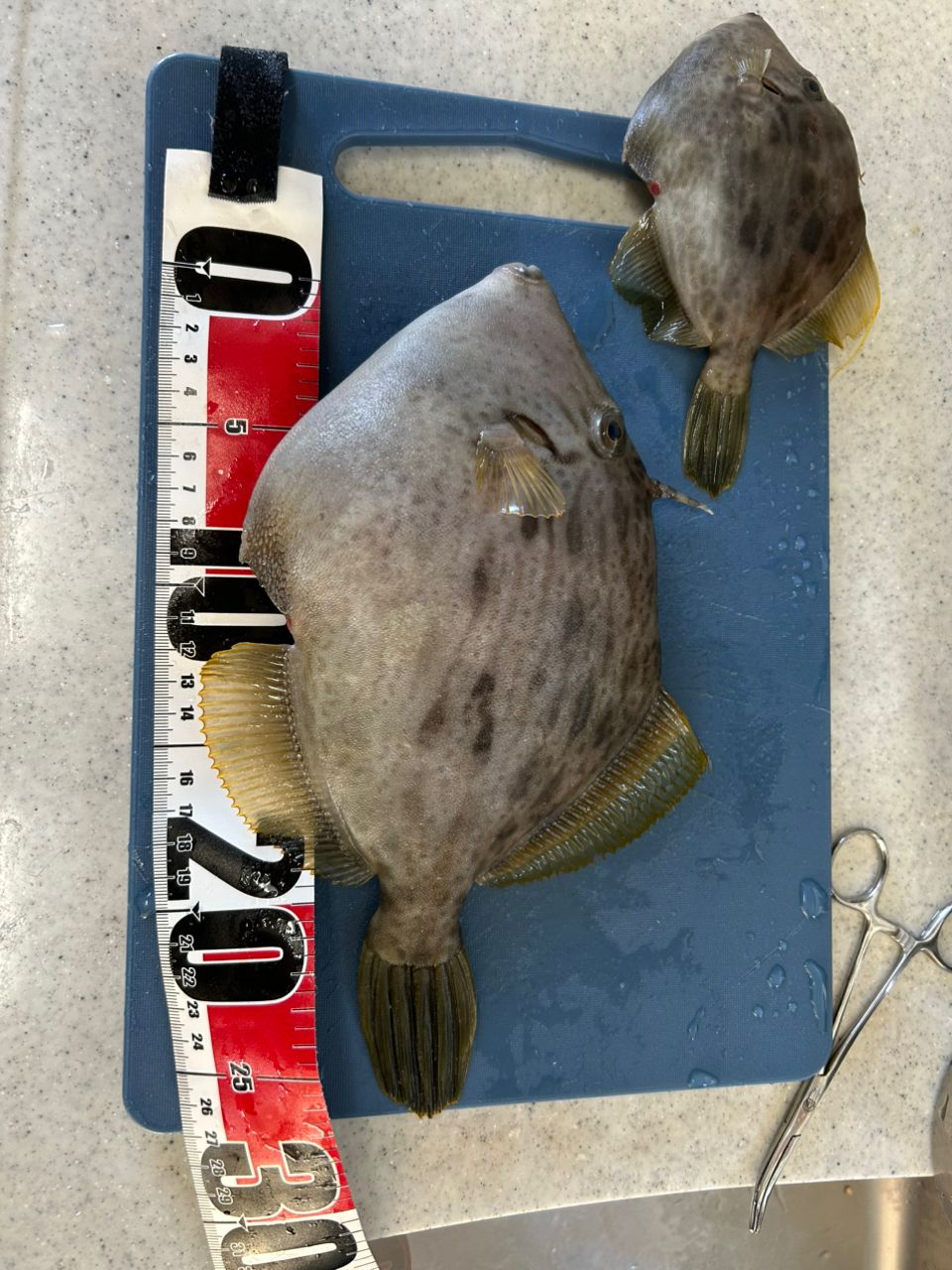 釣りプロさんの釣果 1枚目の画像