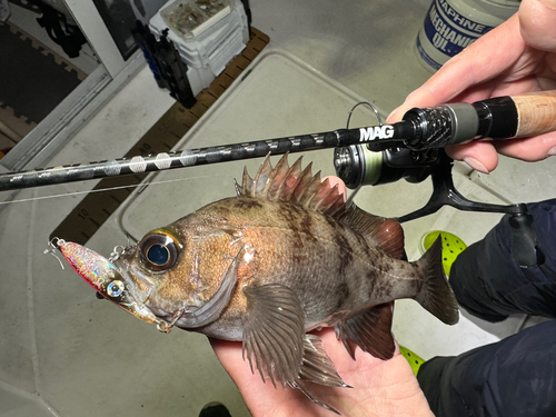 シロメバルの釣果