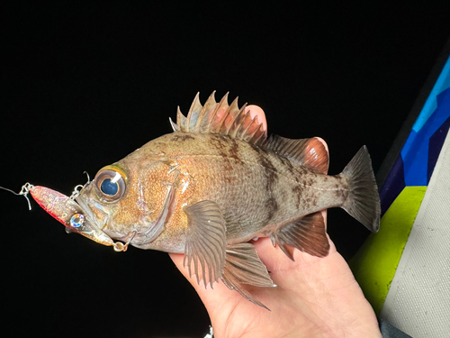 シロメバルの釣果