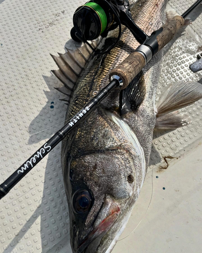 マルスズキの釣果