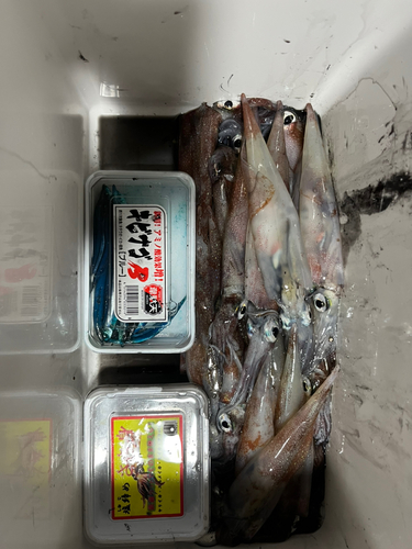 ヤリイカの釣果