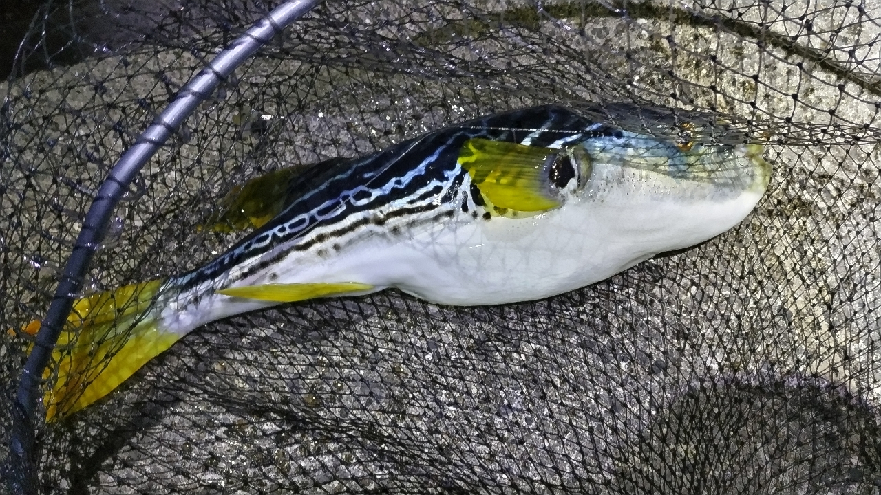 DAIWA 12メガドライ 遠投 4号-52の最安値・インプレ・釣果
