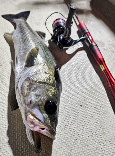 シーバスの釣果