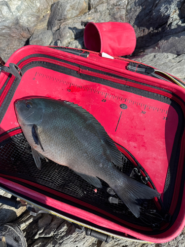 クチブトグレの釣果