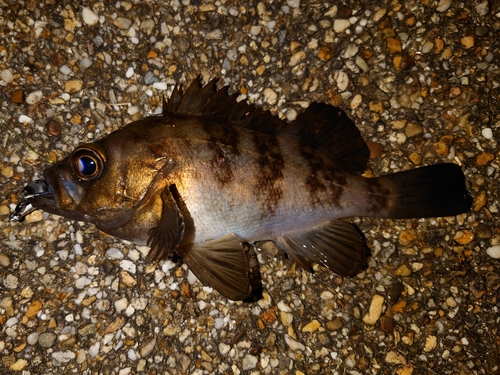 メバルの釣果